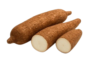 Manioc