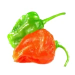Scotch Bonnet pepper (Nimiris)