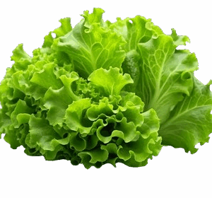 Salad Leaves